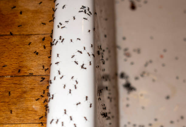 Trusted Long Grove, IL Pest Control Experts