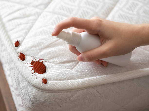 Best Spider Control Near Me  in Long Grove, IL